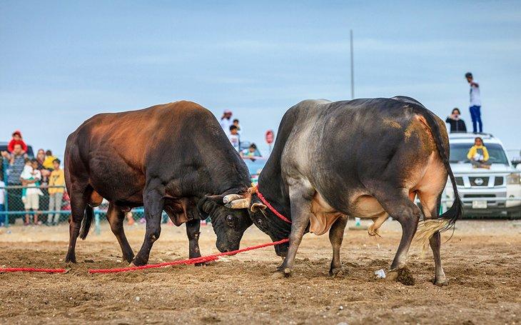 Lucha de toros