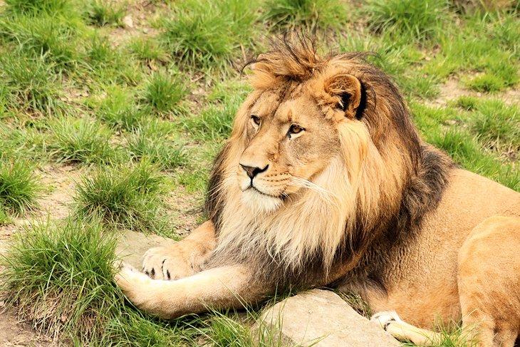 Männlicher Löwe im Antwerp Zoo