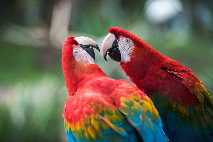 Scarlet Macaws im Parc Phoenix