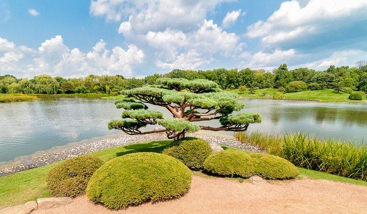 Árbol Bonsái en el Jardín Botánico de Chicago