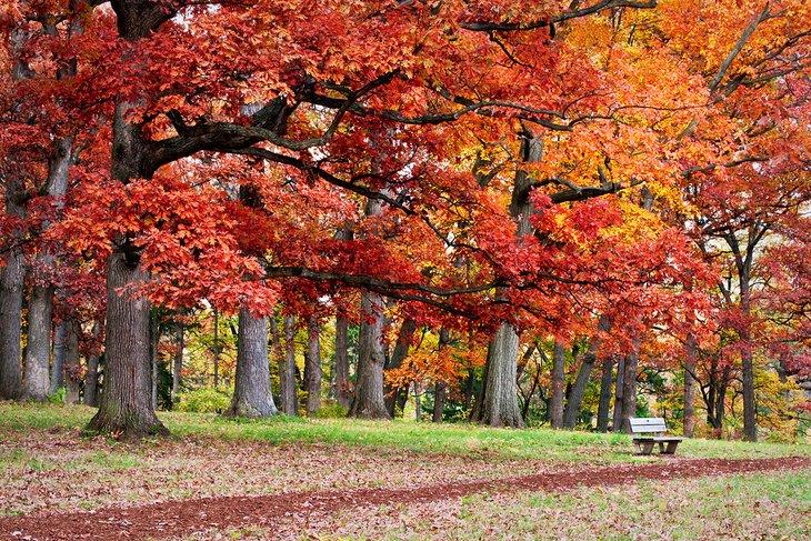 Otoño en el Arboreto Morton