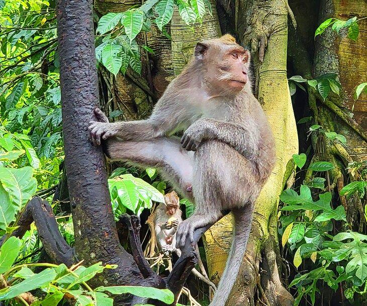 Affenwald in Ubud, Bali