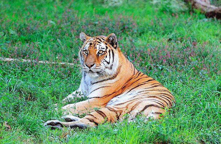 Tigre en el Zoológico de Lincoln Park