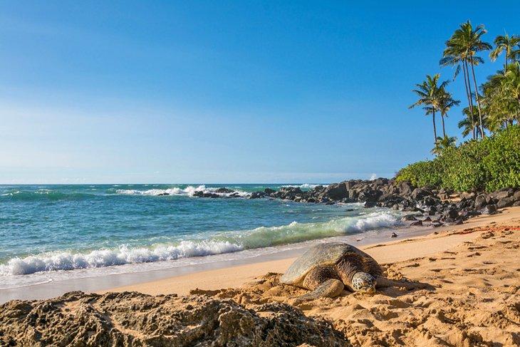 Meeresschildkröte am Laniakea Beach