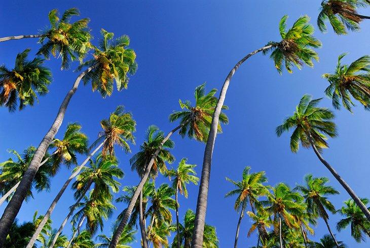 Kapuaiwa Kokosnussgarten