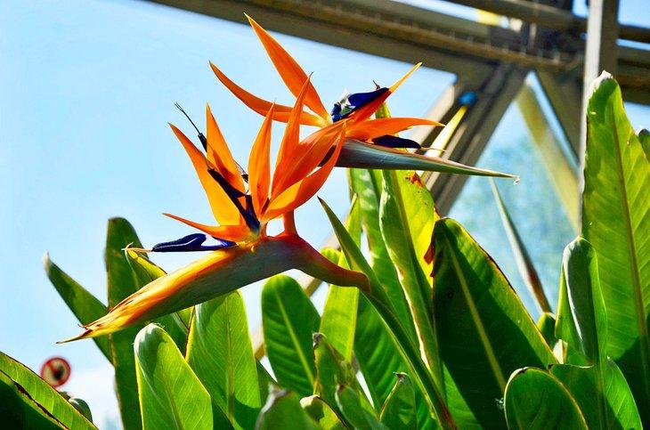 Ave del paraíso en el Jardín Botánico de Düsseldorf