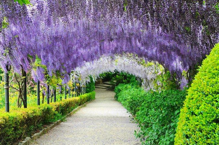Túneles de glicinia en los Jardines Bardini