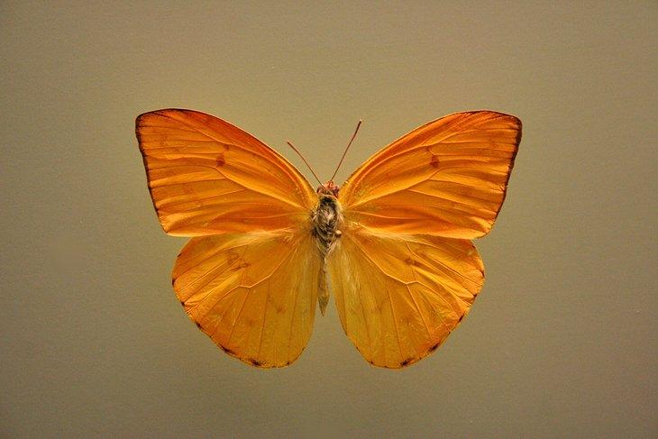Naturhistorisches Museum | <a rel="nofollow noopener noreferrer" class="cc16_b" target="_blank" href="http://www.flickr.com/photos/demeeschter/"> Marc Hagen</a> / Foto bearbeitet
