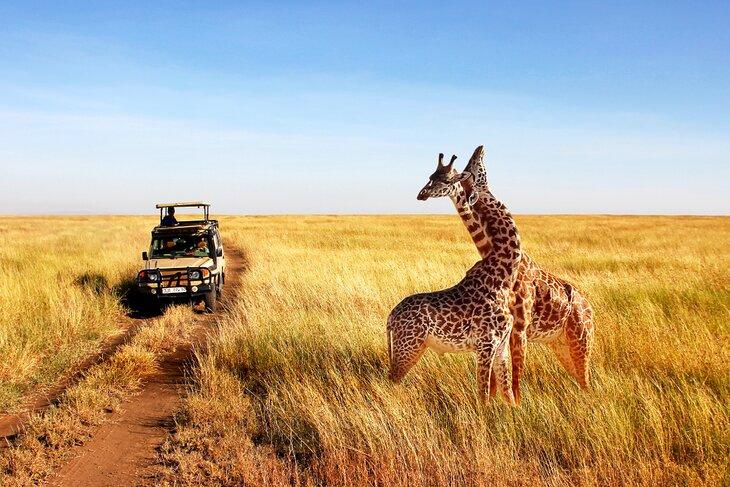 Observando jirafas durante un safari en el Parque Nacional Serengeti, Tanzania