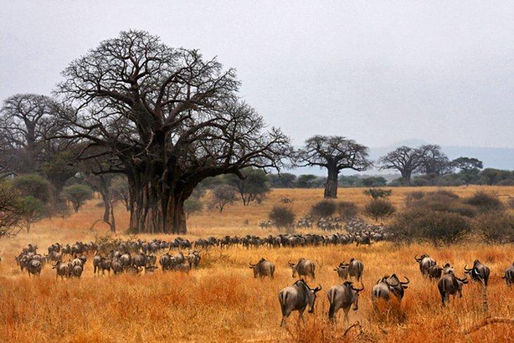 Parque Nacional Tarangire