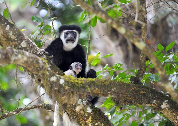 Parque Nacional Arusha