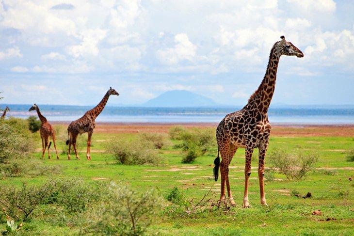 Parque Nacional Lago Manyara