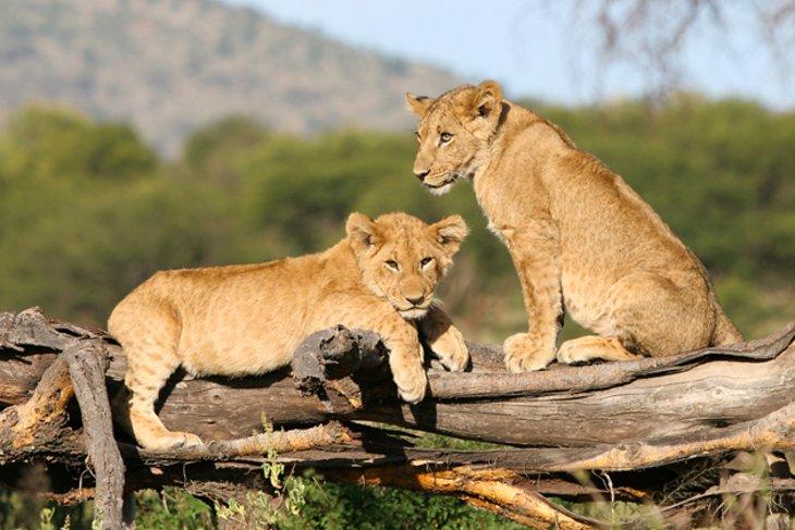 Parque Nacional Serengeti