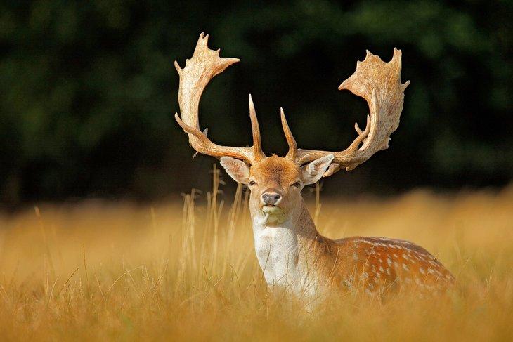 Cerfs de Virginie dans le parc aux cerfs de Jægersborg
