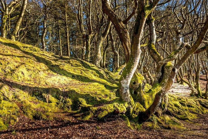 Forêt de Rold Skov