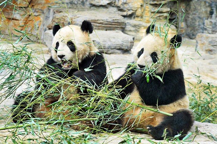 Pandas en el Zoológico de Pekín