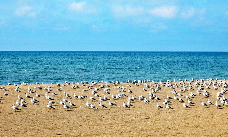 Gaviotas en Southampton Beach