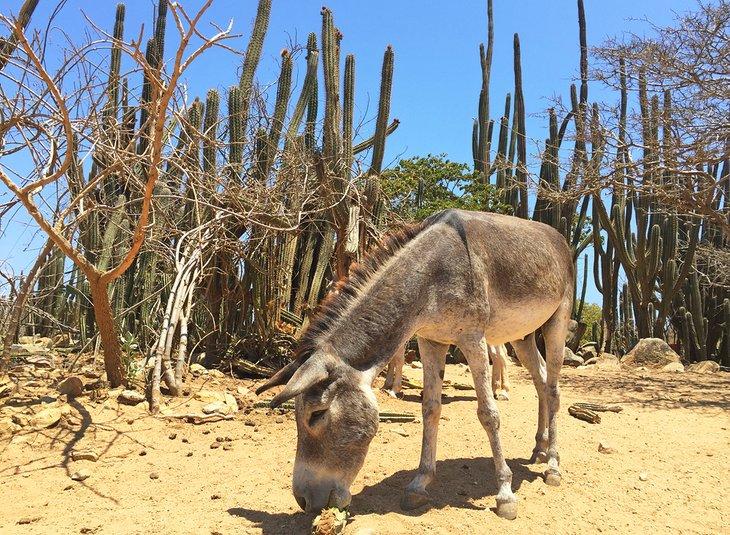 Santuario de Burros de Aruba