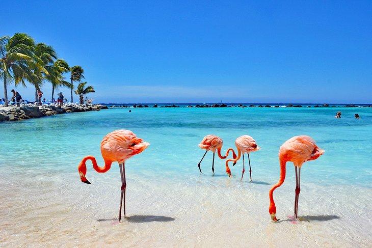 Flamingos en la Isla Renaissance