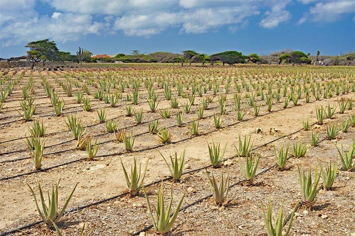 Granja de Aloe de Aruba