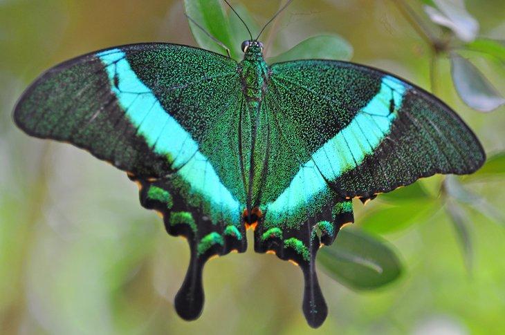 La Granja de Mariposas