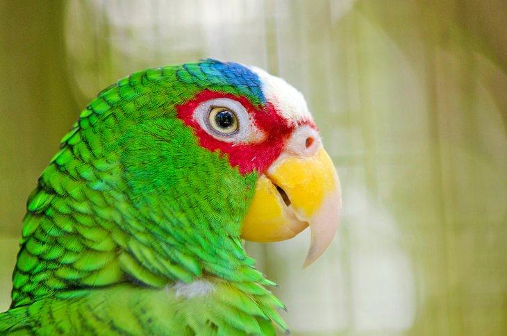 White-ronted parrot at the Belize Zoo