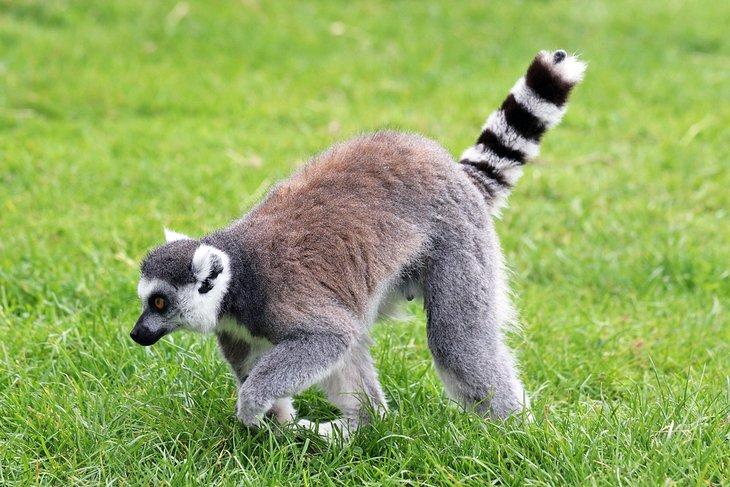 Ringelschwanz-Lemur im Birmingham Wildlife Conservation Park