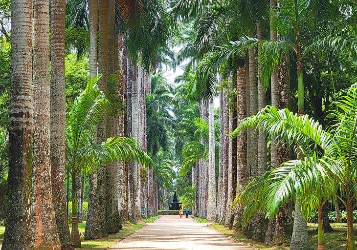Palmeras alineando un camino en el Jardim Botânico