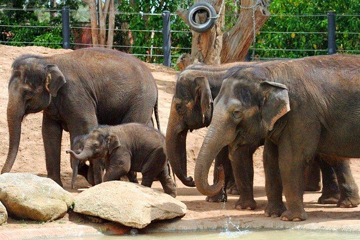 Zoo de Melbourne