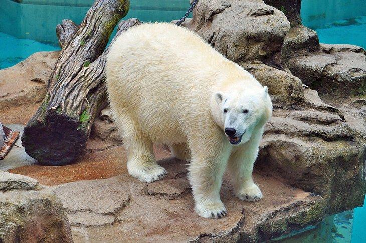 Oso Polar en el Zoo Lincoln Park