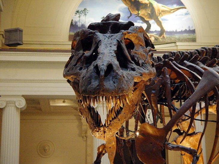 Museo Field de Historia Natural