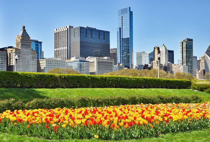 Tulipanes floreciendo durante la primavera en Grant Park, Chicago