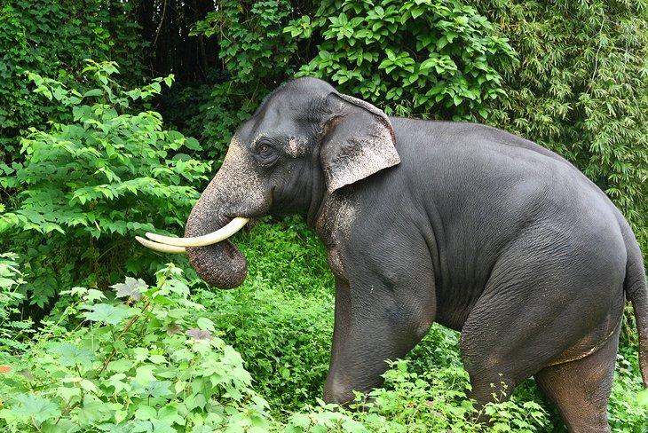 Wilder indischer Elefant im Periyar Nationalpark