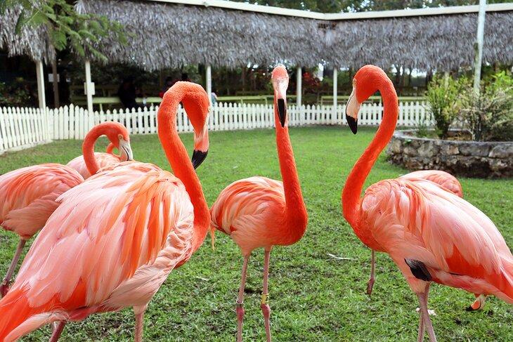 Flamingos en los Jardines Ardastra y Centro de Conservación de Vida Silvestre