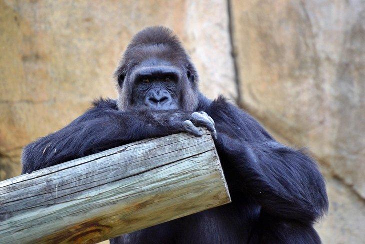 Gorila en el Zoológico de Fort Worth