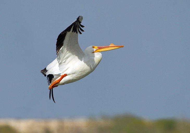 Refugio Nacional de Padre Island