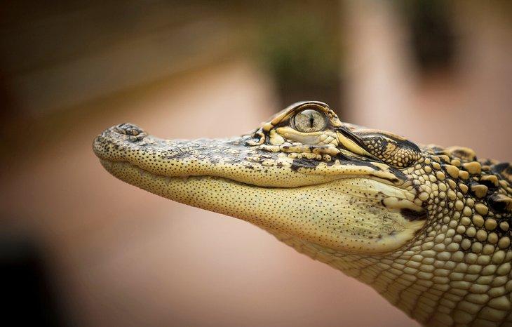 Aligator en el Acuario del Estado de Texas