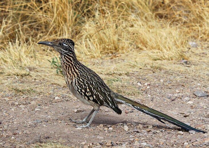 Un correcaminos en el oeste de Texas