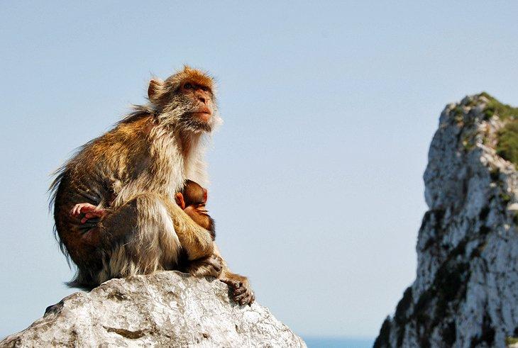 Los monos de Gibraltar