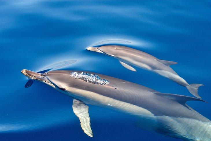 Delfines en Gibraltar