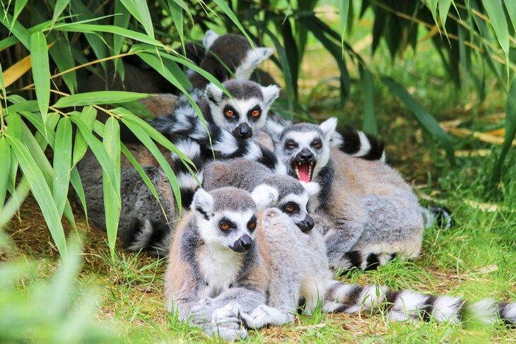 Lemuren im Dierenrijk Zoo