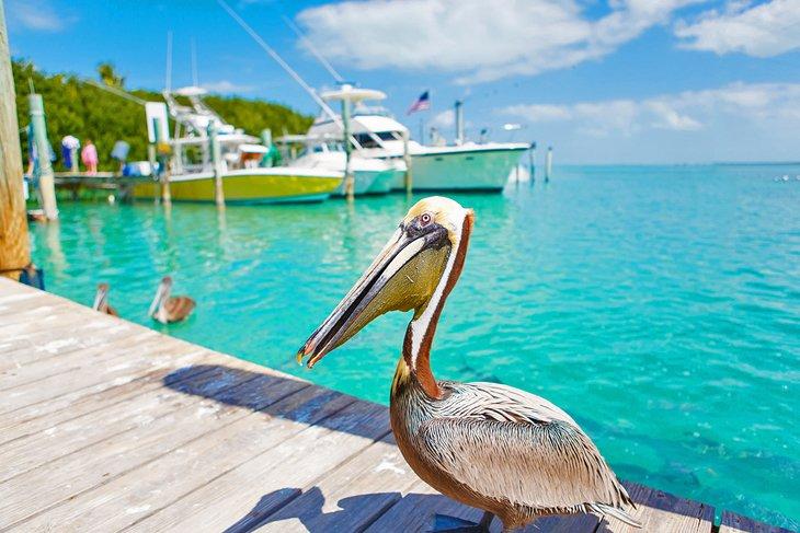 Ein brauner Pelikan auf einem Dock in Islamorada