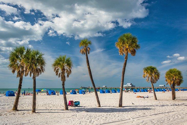 Palmen am Clearwater Beach