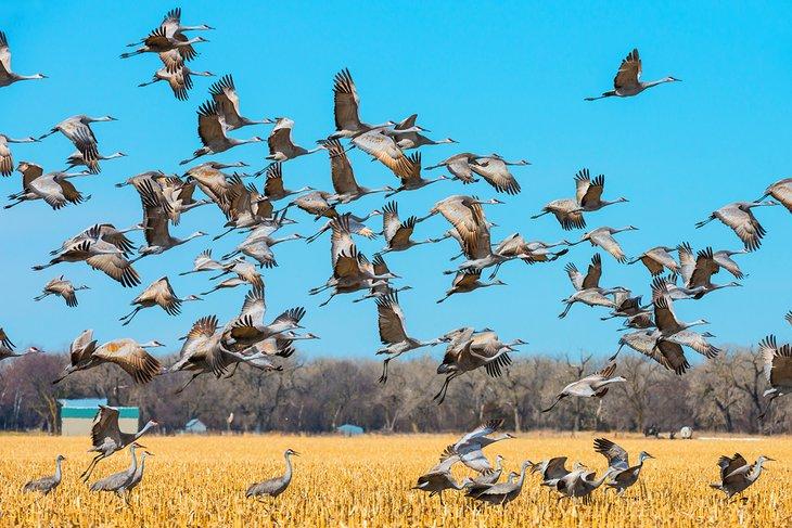 Migración de grúas de Sandhill a través de Nebraska