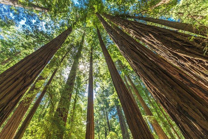 Gigantes secuoyas en el Monumento Nacional Muir Woods