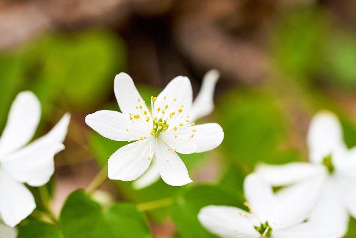 Wildblumen in Ohio