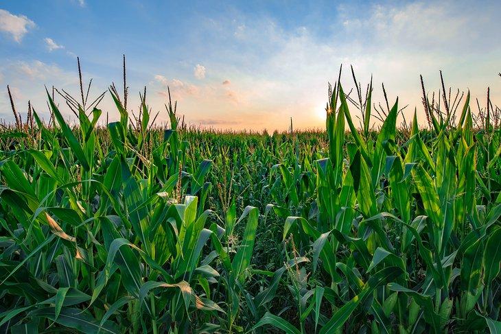 Mais wächst im ländlichen Ohio