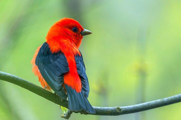Scharlach-Rotvogel im Magee Marsh
