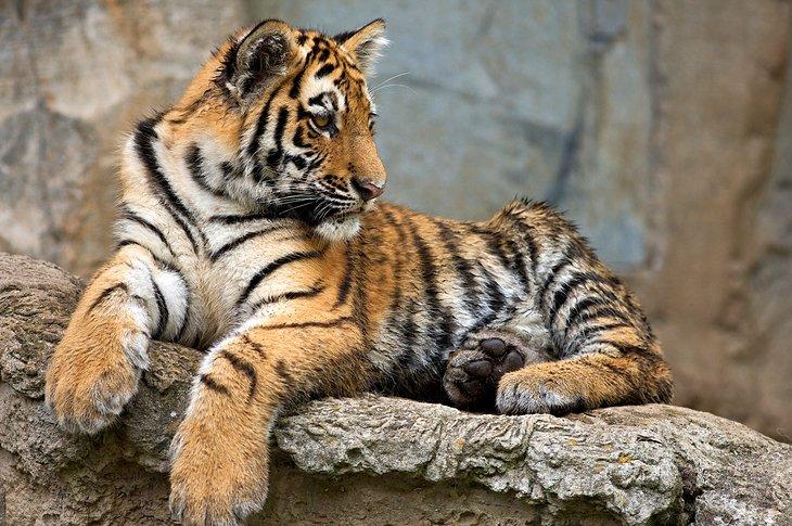 Zoológico de Leipzig