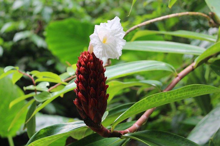 Flor en Welchman Hall Gully